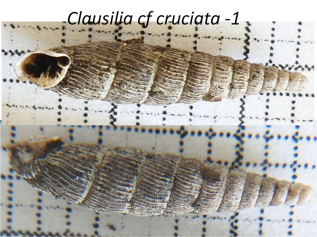 Clausilia san francesco